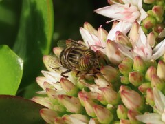 Eristalinus barclayi