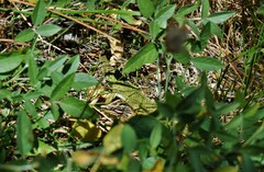 Lacerta diplochondrodes cariensis