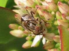 Eristalinus barclayi