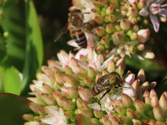 Eristalinus barclayi