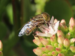 Eristalinus barclayi