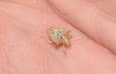 Ancyrosoma leucogrammes