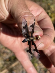 Palpopleura albifrons