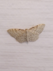 Idaea fuscovenosa
