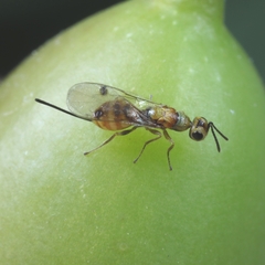 Megastigmus aculeatus