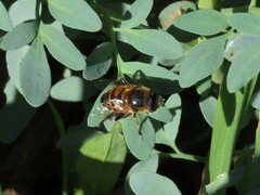 Eristalinus modestus