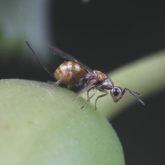 Megastigmus aculeatus