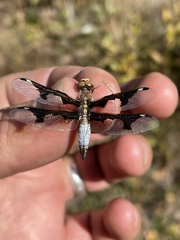 Palpopleura albifrons