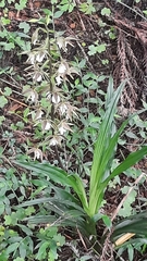 Calanthe arcuata