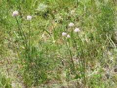 Allium amphibolum
