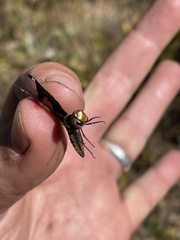 Palpopleura albifrons