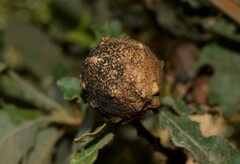 Andricus sternlichti