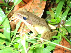 Chalcorana chalconota