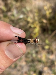 Palpopleura albifrons