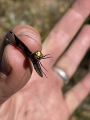 Palpopleura albifrons