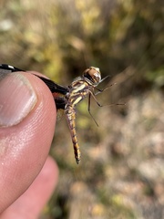 Palpopleura albifrons