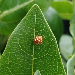 Vibidia duodecimguttata