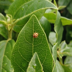 Vibidia duodecimguttata