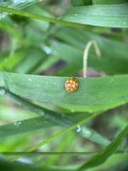 Calvia quindecimguttata