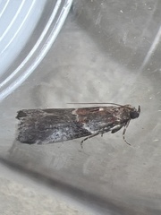 Acrobasis suavella