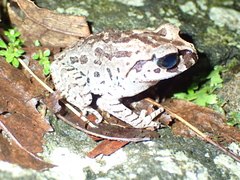 Leptobrachium hasseltii