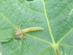 Choreutis nemorana