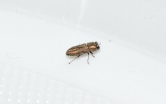 Anthaxia umbellatarum