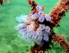 Clavelina australis