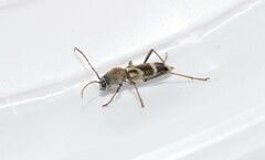 Chlorophorus aegyptiacus