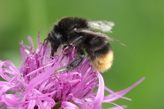 Bombus lapidarius