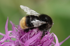 Bombus lapidarius