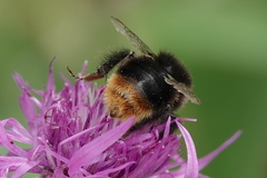 Bombus lapidarius
