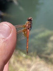 Trithemis pluvialis