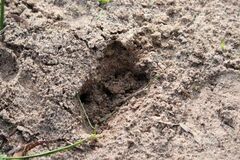 Tachyglossus aculeatus