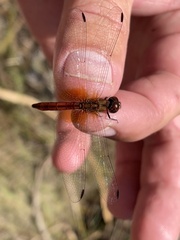 Trithemis pluvialis