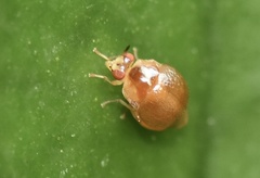 Celyphus difficilis