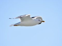 Larus fuscus