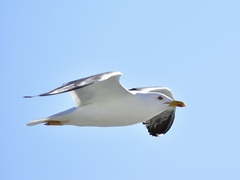 Larus fuscus