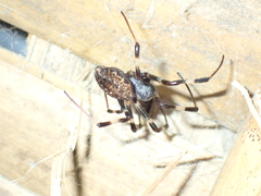 Nephilengys malabarensis