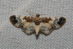 Eupithecia breviculata