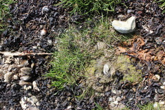 Percursaria percursa