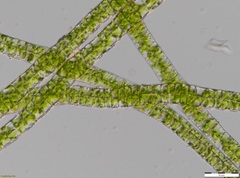 Percursaria percursa