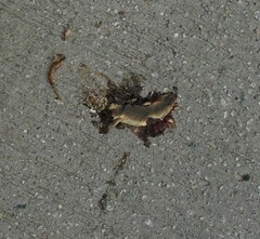 Plestiodon chinensis