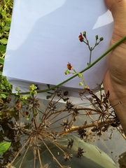 Scrophularia scorodonia