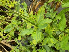 Scrophularia scorodonia