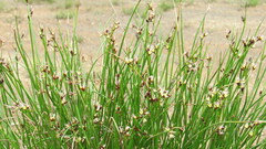 Juncus arcticus