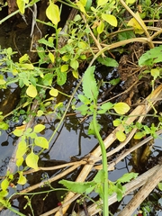 Scrophularia scorodonia
