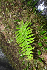 Polypodiodes amoena