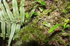 Polypodiodes amoena