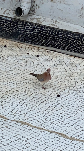 Laughing Dove